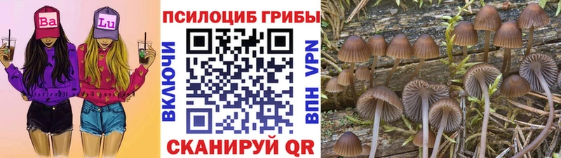 Галлюциногенные грибы мицелий  Андреаполь 